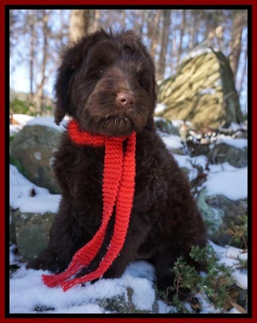 Liza Prime pups 8wks old 2200