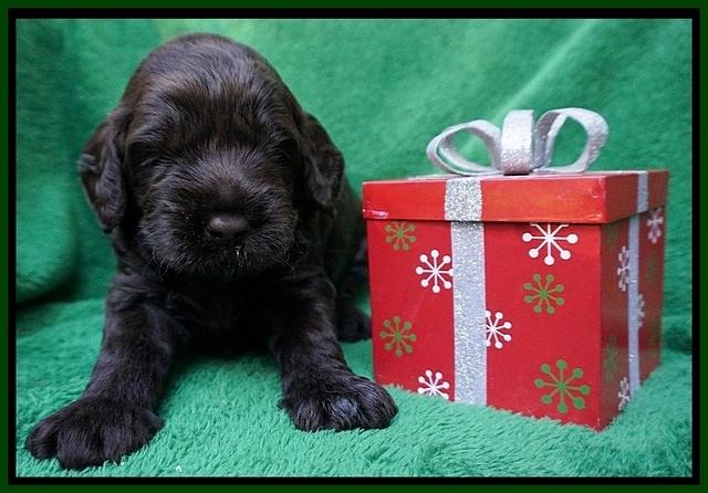 Liza Prime Raki pups 3 wks old 61