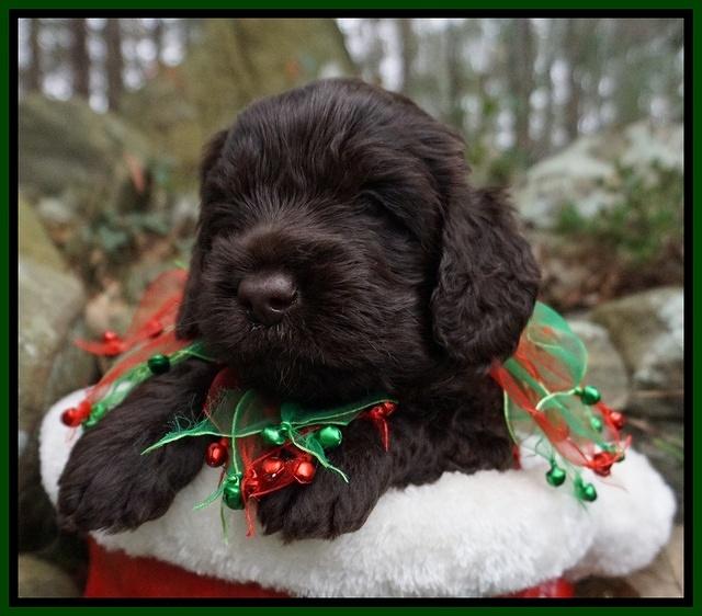 Liza Prime pups 4 wks old 91