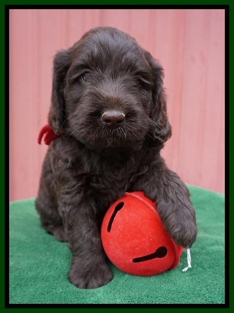 Liza Prime pups 5 wks old 101