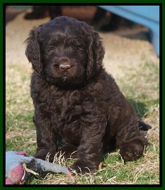 Liza Prime pups 6 wks old 71