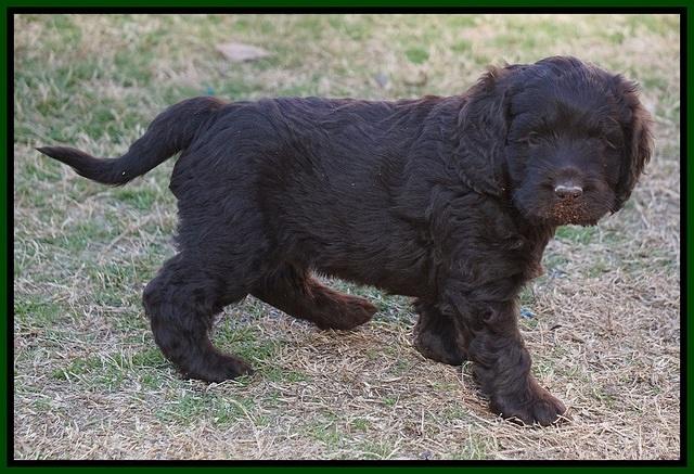 Liza Prime pups 6 wks old 91