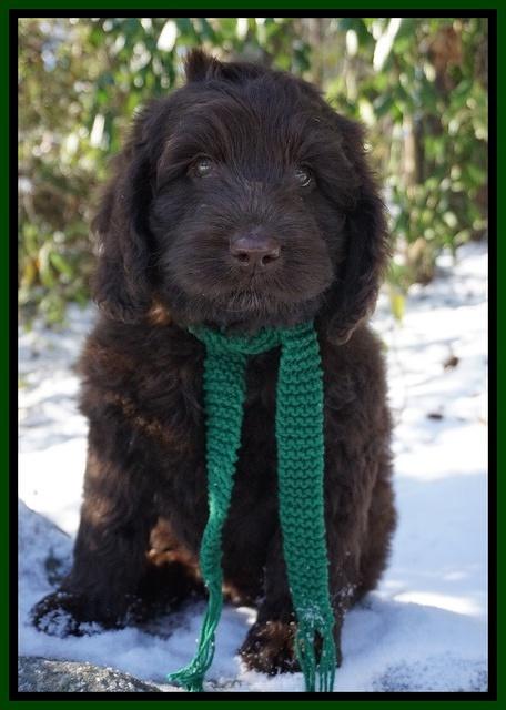 Liza Prime pups 8wks old 7200