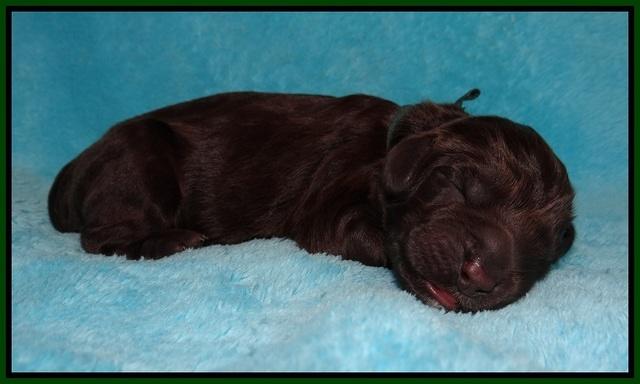 Liza Raki Prime pups Newborn 51