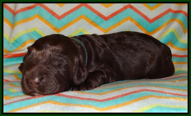 Lliza Prime Raki pups 1 wk ols51