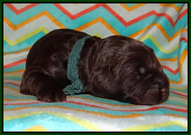 Lliza Prime Raki pups 1 wk ols61