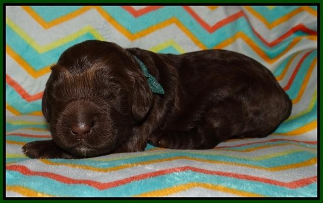 Lliza Prime Raki pups 1 wk ols71