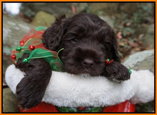 Liza Prime pups 4 wks old 121