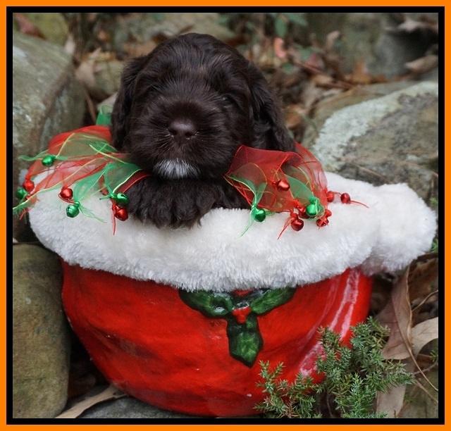 Liza Prime pups 4 wks old 131