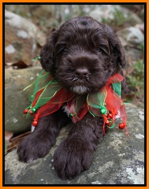 Liza Prime pups 4 wks old 141