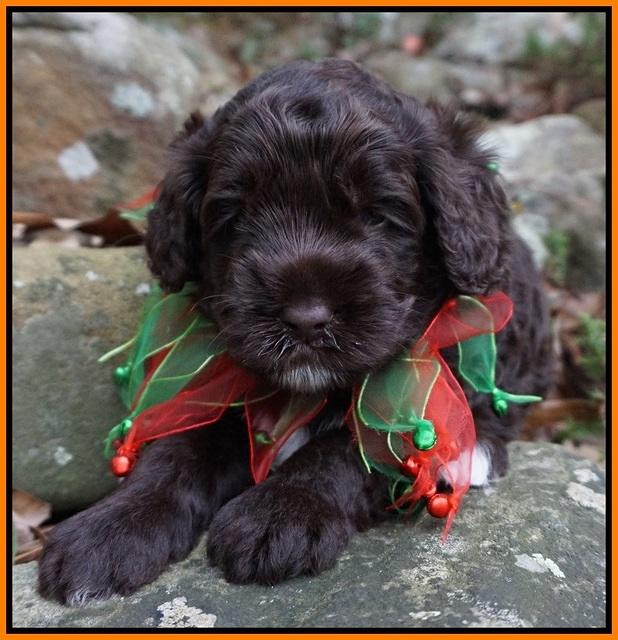 Liza Prime pups 4 wks old 151