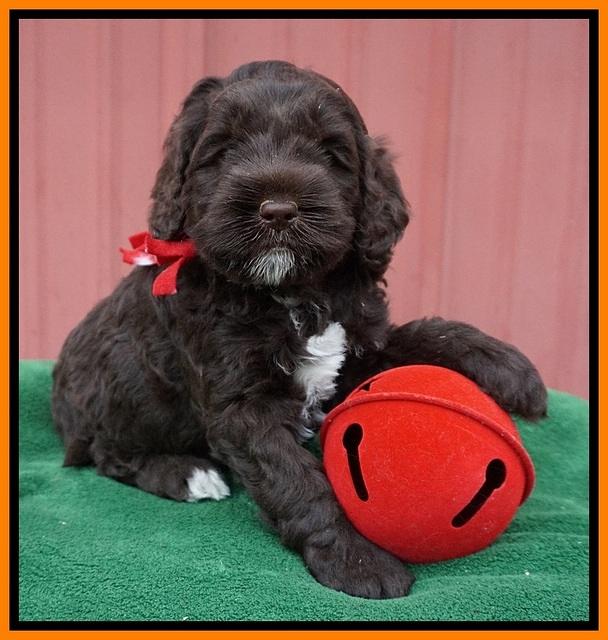 Liza Prime pups 5 wks old 131