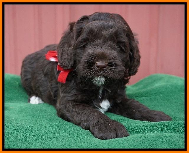 Liza Prime pups 5 wks old 151