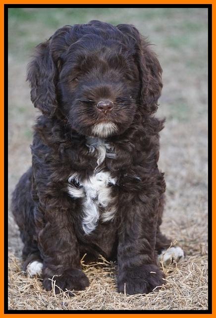 Liza Prime pups 6 wks old 111