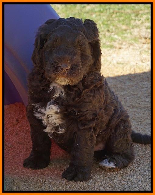 Liza Prime pups 6 wks old 131