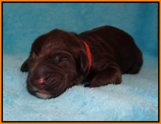 Liza Raki Prime pups Newborn 61