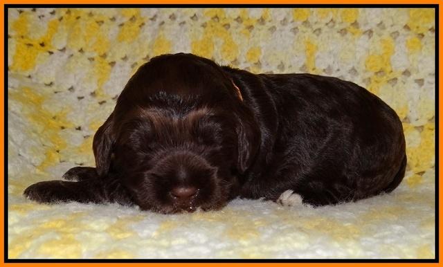 Liza Raki Prime pupss 22 wks old 71