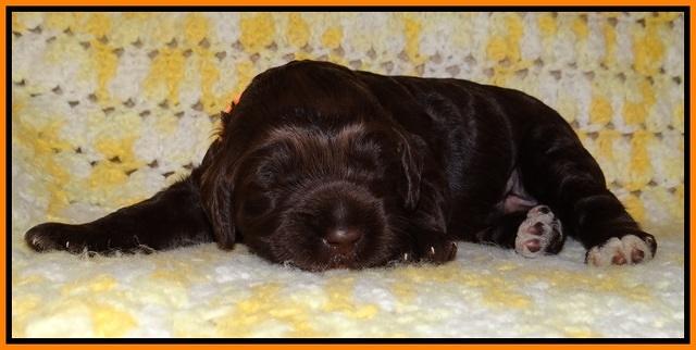 Liza Raki Prime pupss 22 wks old 81
