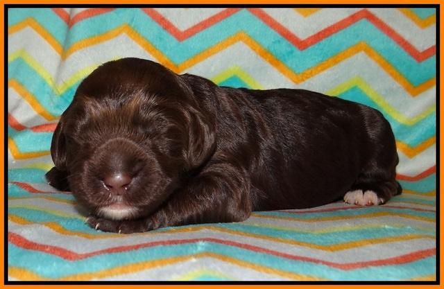 Lliza Prime Raki pups 1 wk ols131