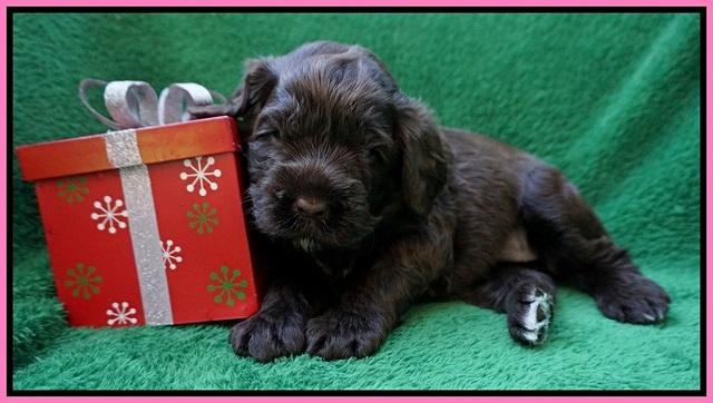 Liza Prime Raki pups 3 wks old 111