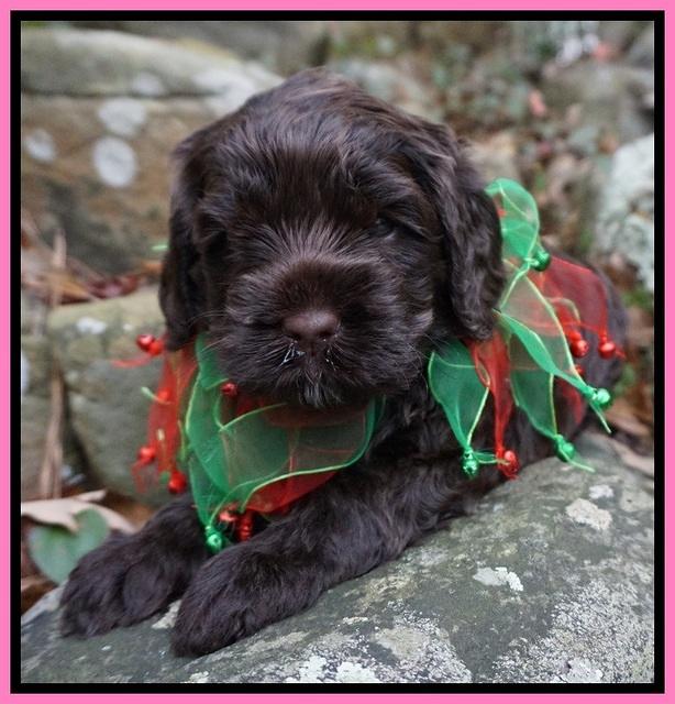 Liza Prime pups 4 wks old 161