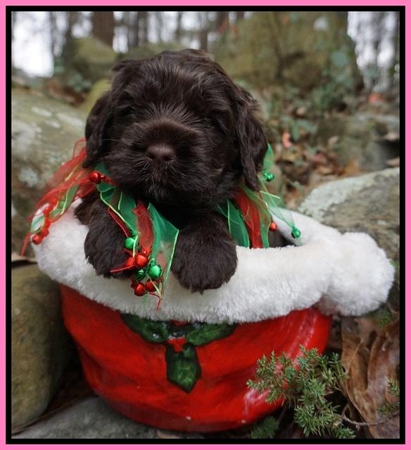 Liza Prime pups 4 wks old 181