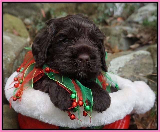 Liza Prime pups 4 wks old 191