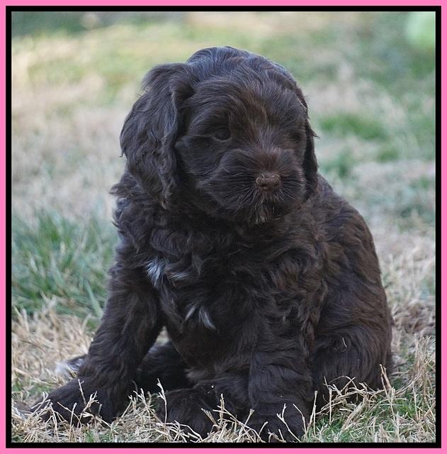 Liza Prime pups 6 wks old 151