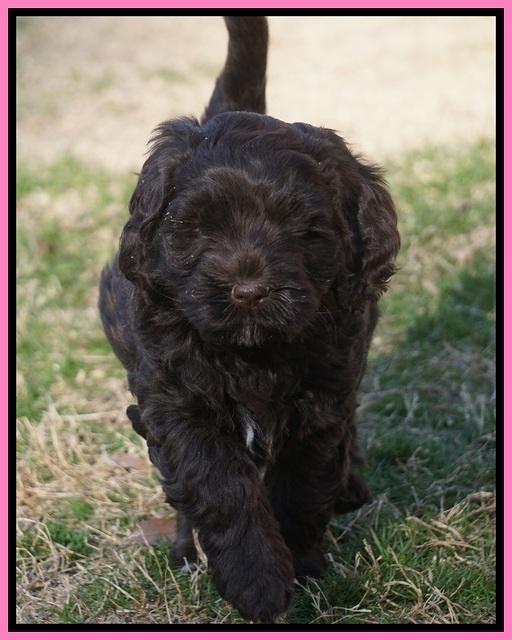 Liza Prime pups 6 wks old 181