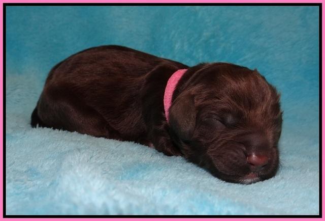 Liza Raki Prime pups Newborn 71