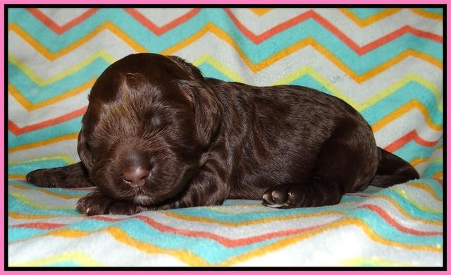 Lliza Prime Raki pups 1 wk ols81