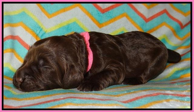 Lliza Prime Raki pups 1 wk ols91
