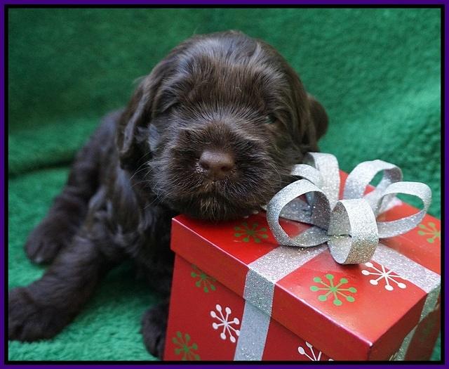 Liza Prime Raki pups 3 wks old 131