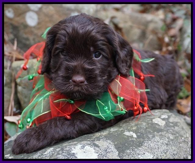 Liza Prime pups 4 wks old 221