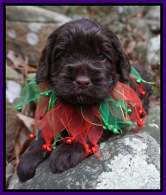 Liza Prime pups 4 wks old 231