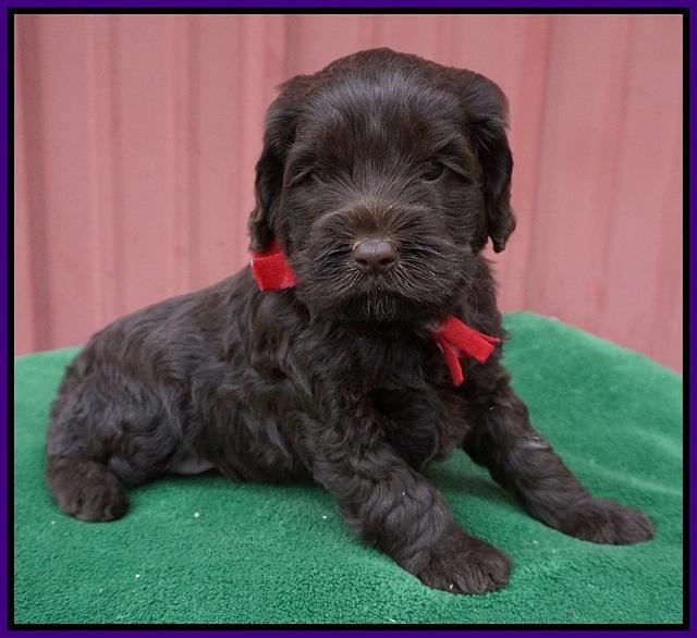 Liza Prime pups 5 wks old 201