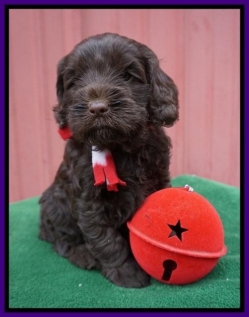 Liza Prime pups 5 wks old 211