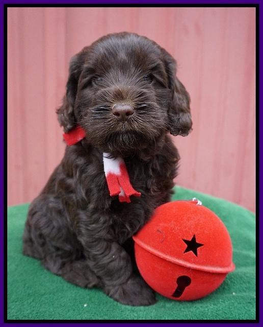 Liza Prime pups 5 wks old 221