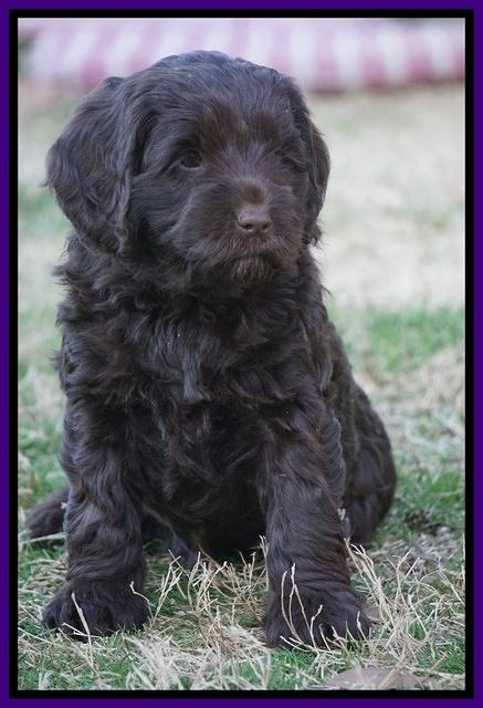 Liza Prime pups 6 wks old 201