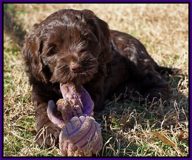 Liza Prime pups 6 wks old 221