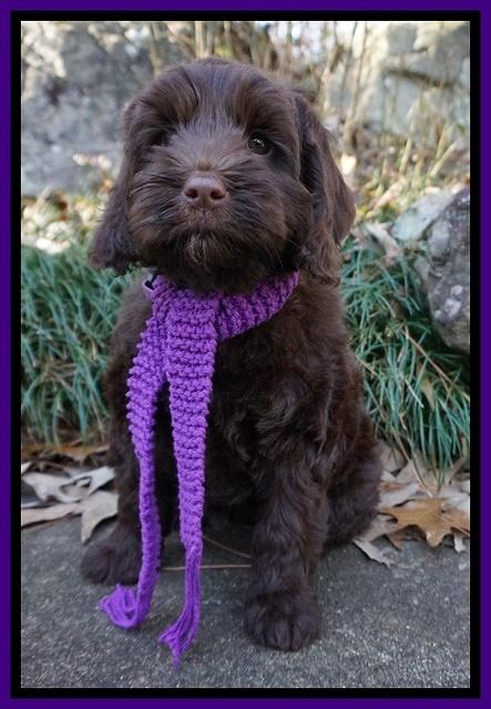 Liza Prime pups 68wks old 11