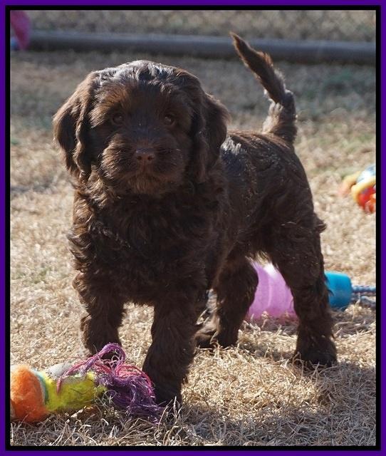 Liza Prime pups 7 wks old 211