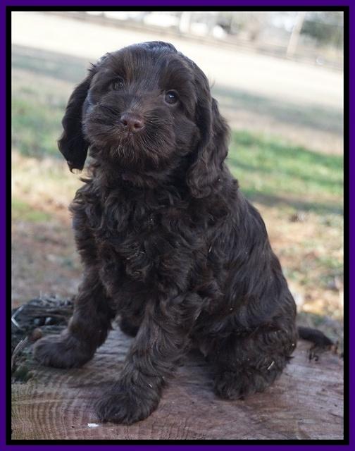 Liza Prime pups 7 wks old 231