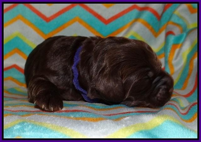 Lliza Prime Raki pups 1 wk ols101