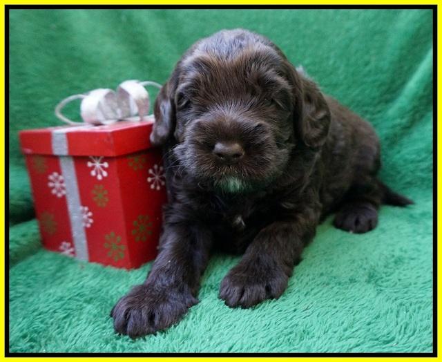 Liza Prime Raki pups 3 wks old 151