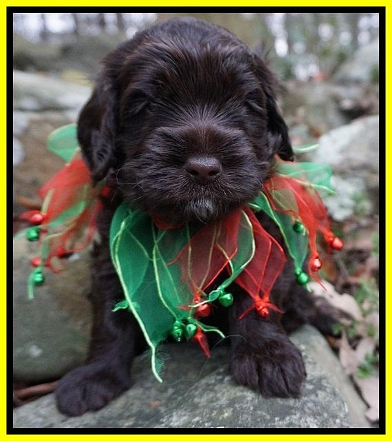 Liza Prime pups 4 wks old 261