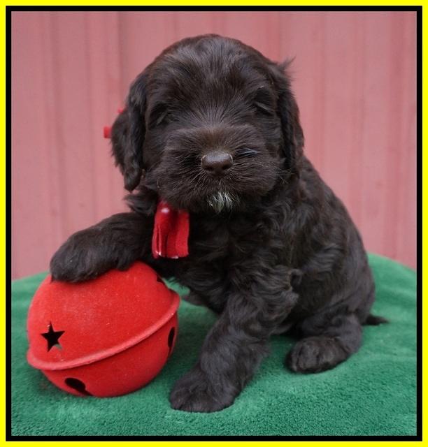 Liza Prime pups 5 wks old 231