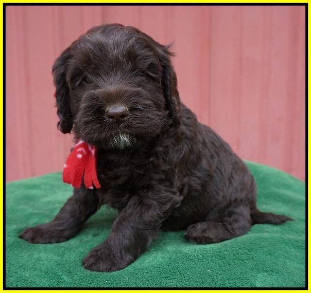 Liza Prime pups 5 wks old 251