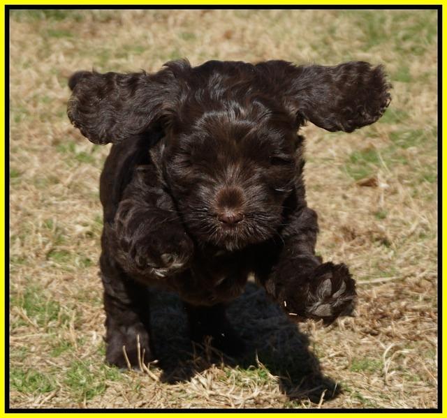 Liza Prime pups 6 wks old 281