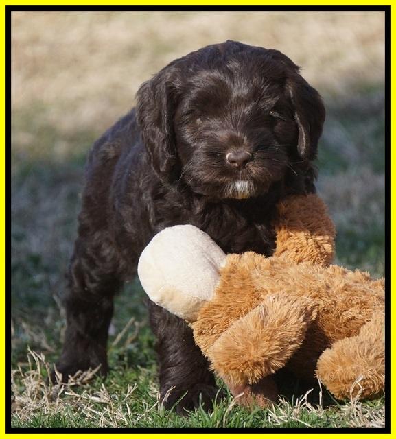 Liza Prime pups 6 wks old 301